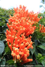 炮仗花