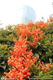 炮仗花
