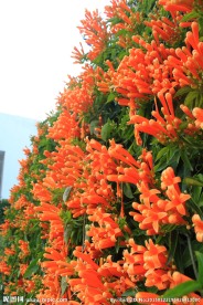 炮仗花