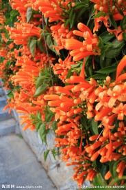 炮仗花