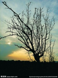 树枝树木 夕阳