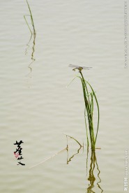 水面上的蜻蜓