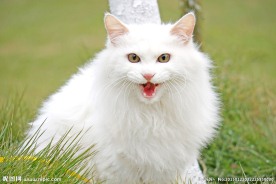 草地上的猫咪