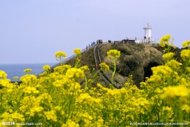 济州岛花海