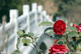 鲜花