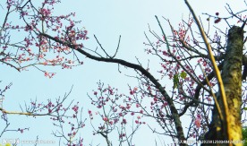 梅花报春
