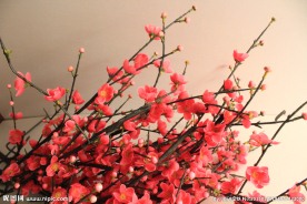 梅花
