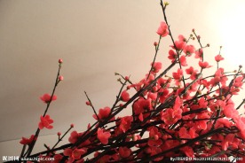 梅花