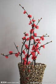 梅花