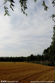 麦田