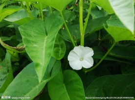 白色小花
