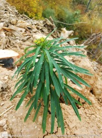 中药植物 绿叶