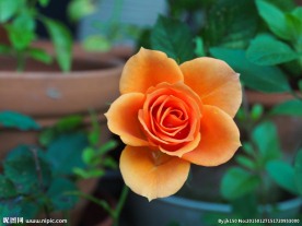 橙色玫瑰花