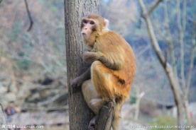 树上的猴子