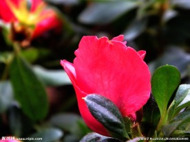 孔雀花