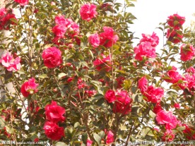 茶花