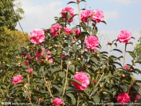 茶花