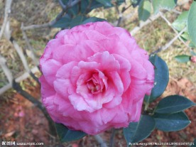 茶花