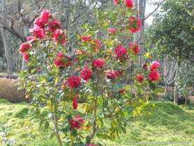 茶花