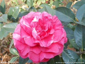 茶花