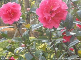 茶花