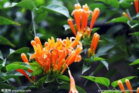 橙色小花 花