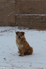 雪中小狗