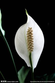 白花