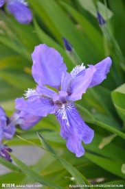 鸢尾花