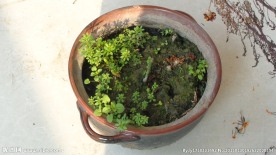 花盆 盆栽
