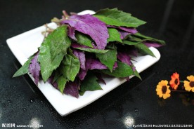 紫贝天葵  紫背天葵