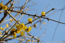 腊梅花