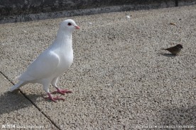 白鸽
