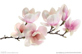 玉兰花