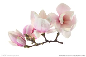 玉兰花