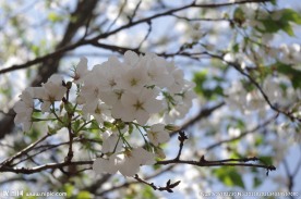 高清白花 花