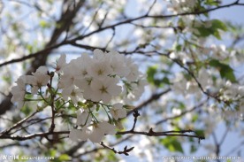 高清摄影图 花