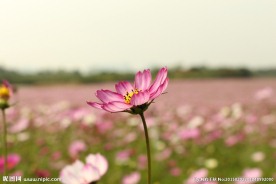 格桑花 花海