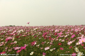 格桑花 花海 素材