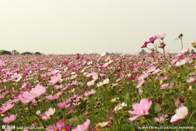 花海 田园风光