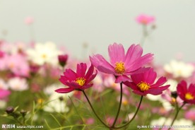 格桑花素材