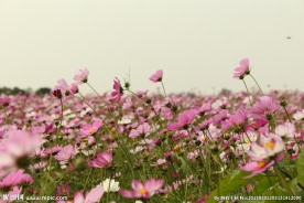格桑花 风光