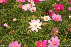 格桑花