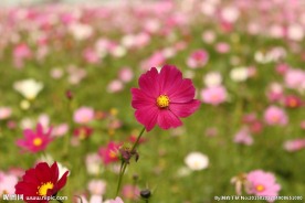 一朵花