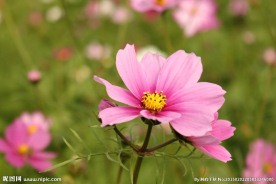 格桑花