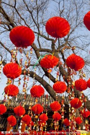 树上灯笼