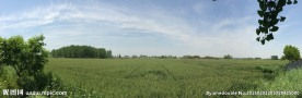 麦田