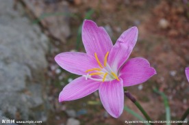 花 水仙花