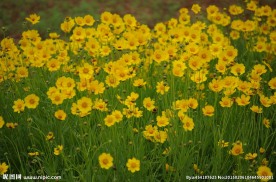 黄色小花