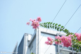 天空下的花